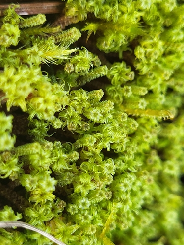 Paludella squarrosa, 2026-09-30