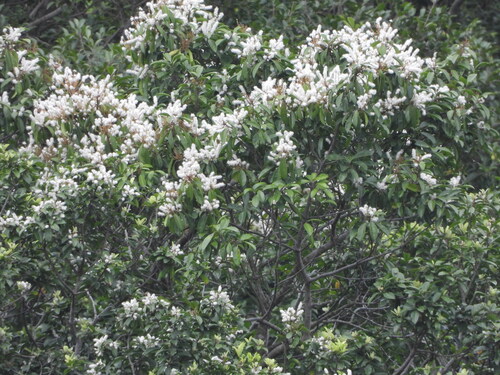 Symplocos sumuntia observed 2026-06-12