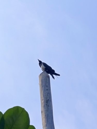 Pied Crow