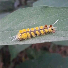 Lophocampa citrina