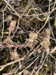 Sedum radiatum radiatum