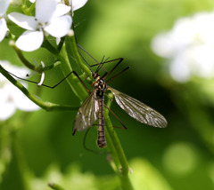 Nephrotoma submaculosa