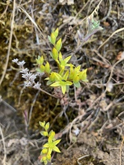 Sedum radiatum radiatum