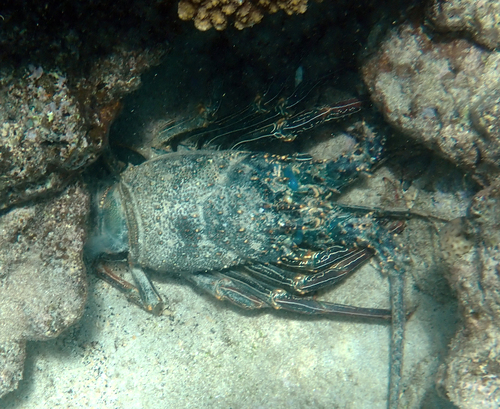 Panulirus penicillatus observed 2026-09-28