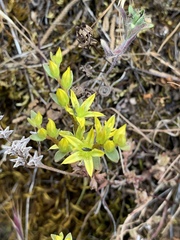 Sedum radiatum radiatum
