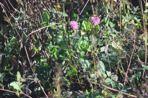 Red Clover