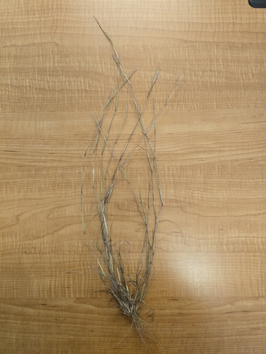 Sporobolus vaginiflorus, 2026-09-30