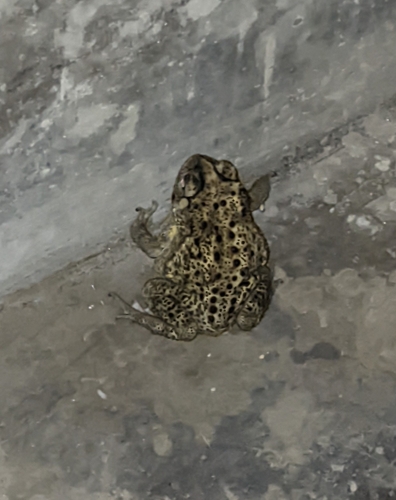 Asian Common Toad