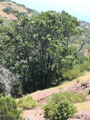 Lyonothamnus floribundus