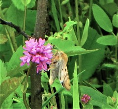 Heliothis phloxiphaga