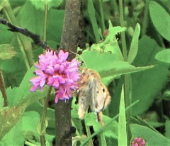 Heliothis phloxiphaga