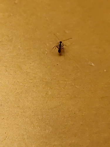 Longhorn Crazy Ant