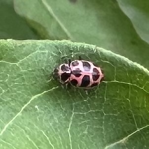 Spotted Pink Lady Beetle