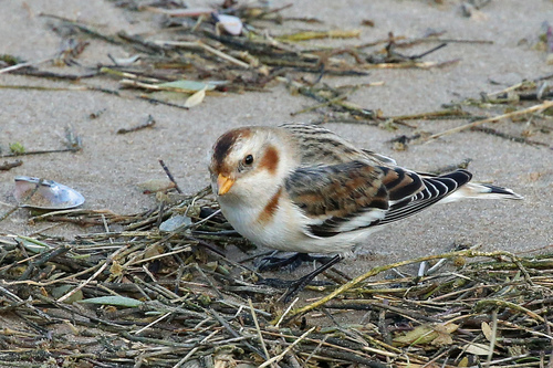 Escribano nival (Plectrophenax nivalis)