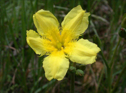 Ornduffia umbricola (Ornduffia umbricola)