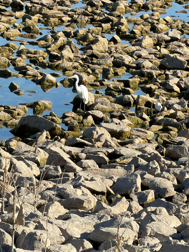 Great Egret