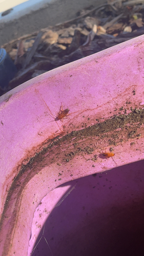Turkestan Cockroach
