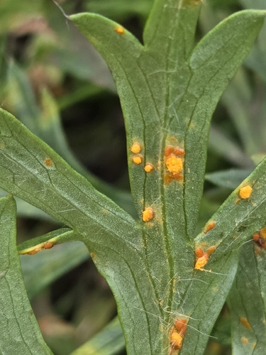 Coleosporium tussilaginis pulsatillae