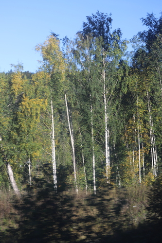silver birch