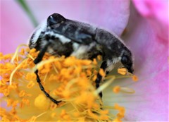 Trichiotinus texanus