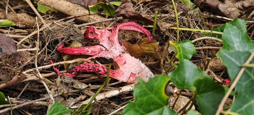 devil's-fingers