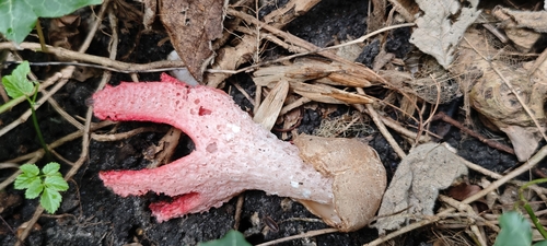 devil's-fingers