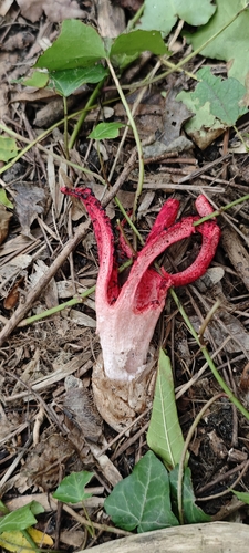 devil's-fingers