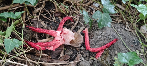 devil's-fingers