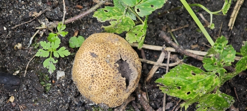 common earthball