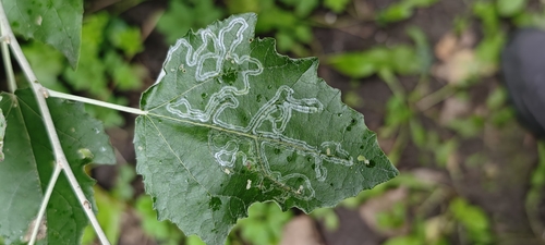 Phyllocnistis labyrinthella