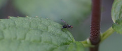 Geomyza tripunctata
