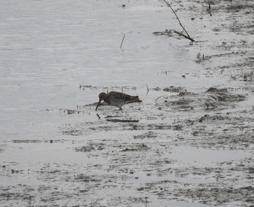 Common Snipe