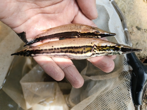 Crocodile Pikehead Gourami