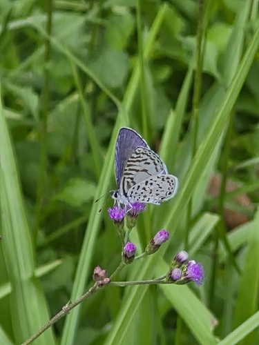 Cassius Blue