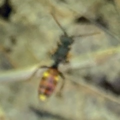 Nomada