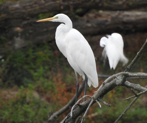 Western Great Egret