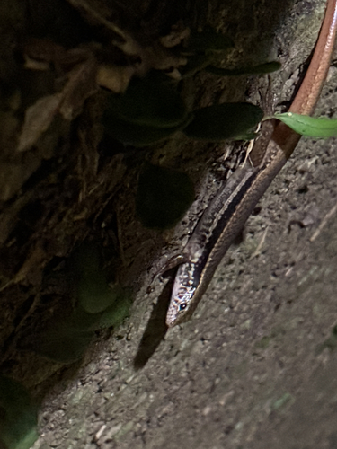 Sphenomorphus indicus observed 2026-09-30