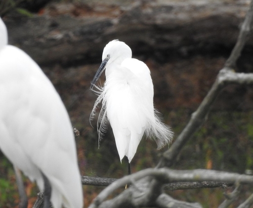 Western Little Egret