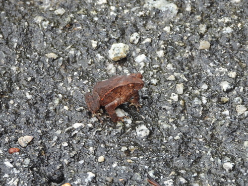 Ingerophrynus quadriporcatus, 2026-09-20