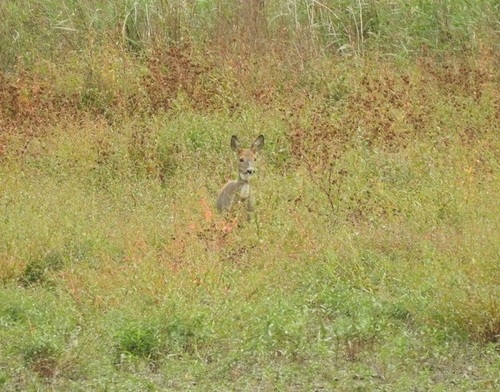 Western Roe Deer