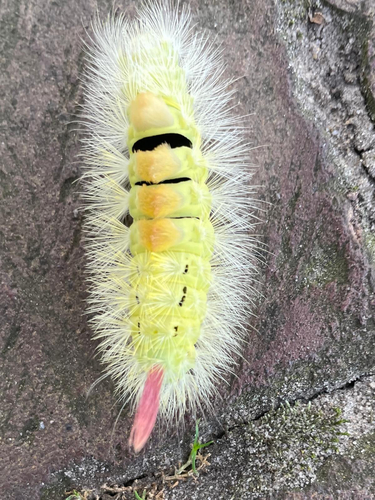 Pale Tussock Moth