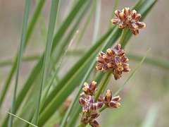 Lomandra multiflora multiflora