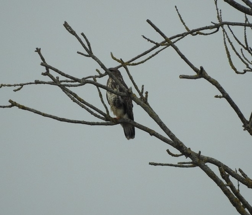 Common Buzzard