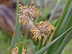 Lomandra multiflora multiflora