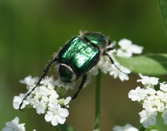 Trichiotinus lunulatus