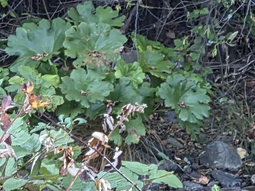 Umbrella Plant