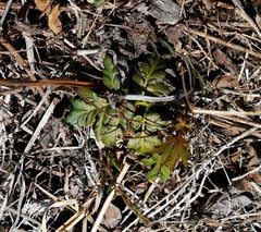 Sceptridium robustum