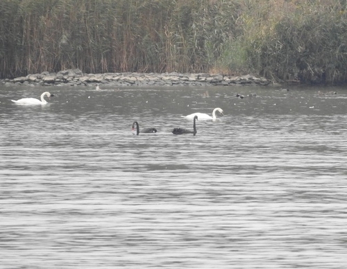 Black Swan