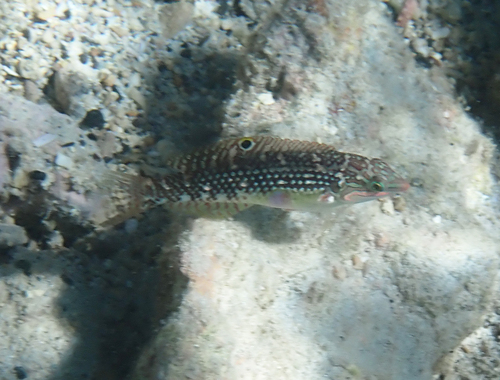 Halichoeres margaritaceus observed 2026-09-28