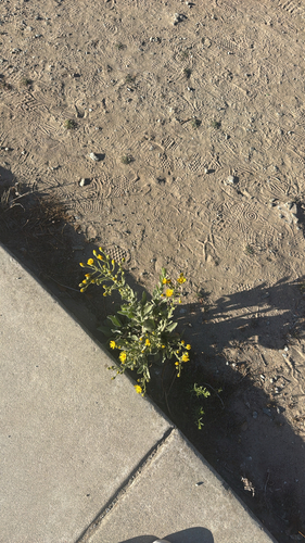 Telegraphweed